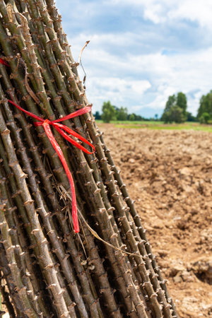 Stalk Cassava prepared for planting, asia, naturalの写真素材