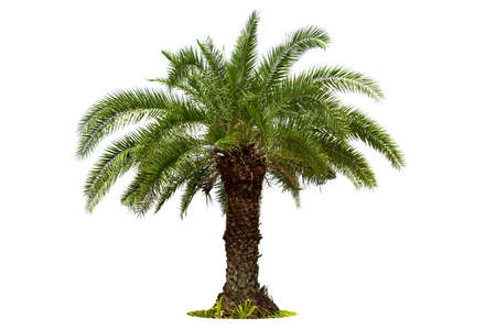 Green beautiful palm tree isolated on white background.の写真素材
