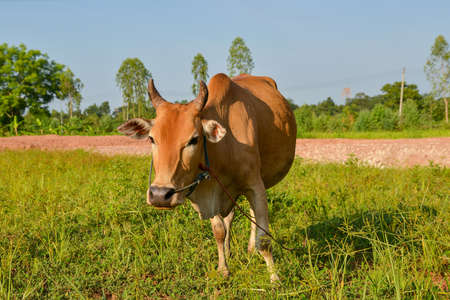 Cows is eating grass in the fiel, .Thai cow on a pasture.