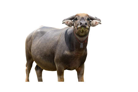 Agriculture Swamp buffalo isolated on white backgrounds