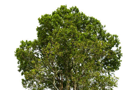 Trees and leaves taken from a low angle to the top of the  
 tree  isolated on a white background.の写真素材
