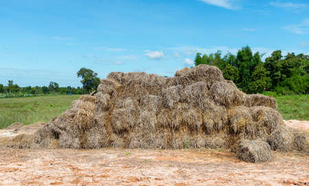 Pile of straw, Stack of straw texture image, Dry baled hay bales stack, rural countryside straw,  nature background.の写真素材