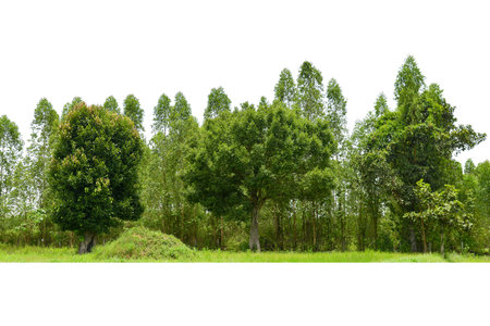 View of a High definition Treeline isolated on a white background,  Group of tree isolated on white.