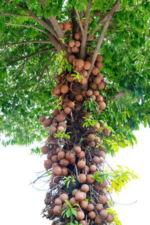 Cannonball Tree in the tropical nature  isolated on white backgroundの写真素材