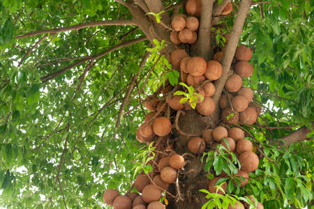 Cannonball Tree in the tropical nature  isolated on white backgroundの写真素材