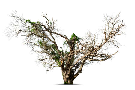 Dead tree isolated on a white background, clipping  path.の写真素材