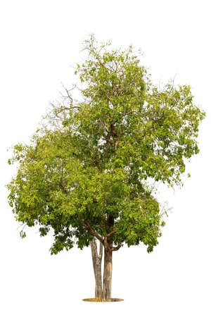 Isolated green tree on white background, Trees isolated on white background, tropical trees isolated used for design, advertising and architecture.の写真素材