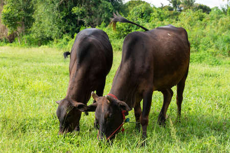 Cows is eating grass in the field, Thai cow on a pasture.