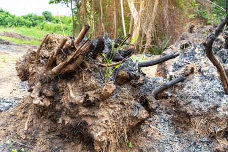 Dig bamboo tree cut root for use to plant, Bamboo trunks burnedの写真素材
