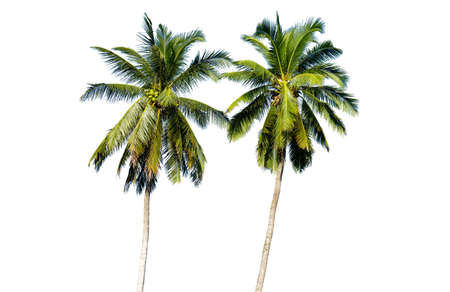 Coconut palm tree isolated on white background, Palm Tree Against White Background.