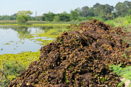 Dry plant with aquatic plants water lettuce in a pond background