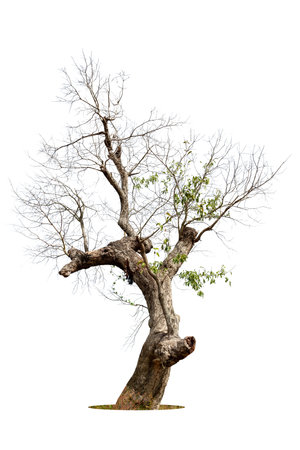 Dead tree isolated on a white background, clipping  path.の写真素材
