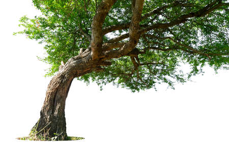 A low angle shot of a tree with green leaves under isolated  on white background,  with clipping path.の写真素材