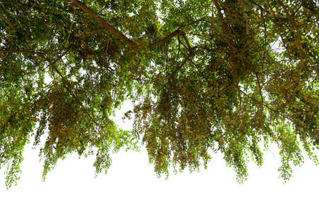 A low angle shot of a tree with green leaves under isolated  on white background,  with clipping...