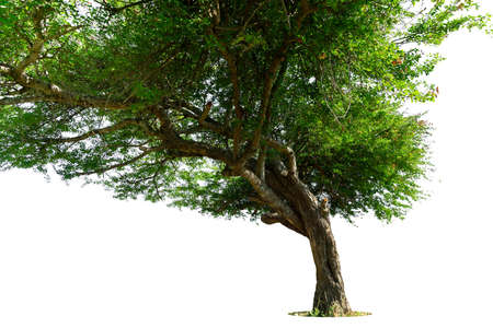 A low angle shot of a tree with green leaves under isolated  on white background