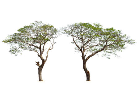 Isolated green tree on white background, Trees isolated on white background, tropical trees isolated used for design, advertising and architecture.の写真素材
