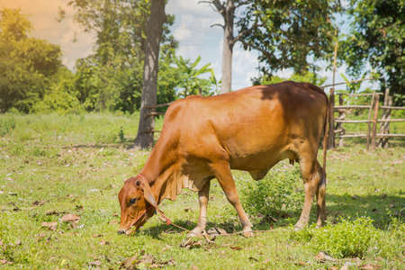 Cow feeding on a green summer pasture.の写真素材