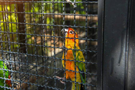 Yellow and orange parrot in a cage at public park.の写真素材