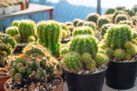 Many small cacti are grown outdoors,  Collection of cactuses.の写真素材