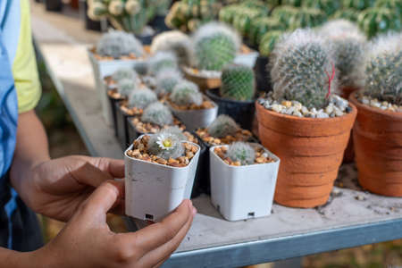 Girl holds in her hands a small cactus, ideal for gift concept.
