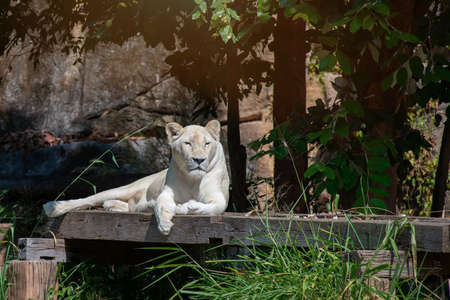 White lion in Thai,  Portrait of lion, Thailand.の写真素材