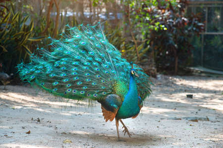 Peacock blue, peacock ordinary Pavo cristatus , Beautiful peacock walking.の写真素材