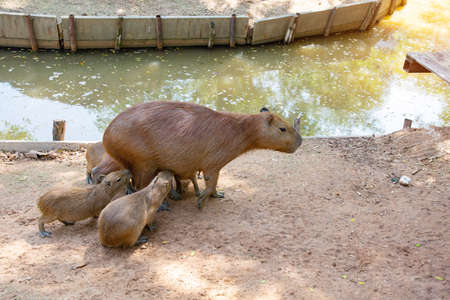 Cute face capybara mammal animal portrait close up (Hydrochoerus hydrochaeris) Portrait of a cute baby capybara.の写真素材