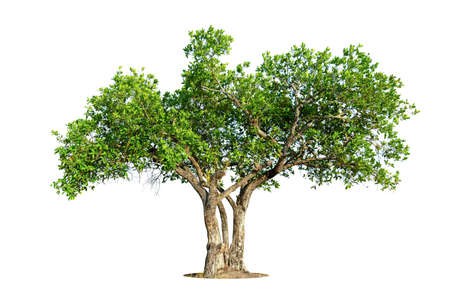 Trees isolated on white background, tropical trees isolated used for design, advertising and...