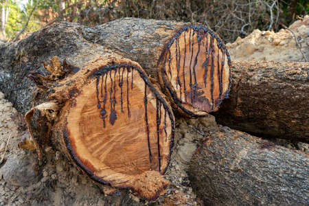 Wood log laying on the grass, ground,  pile of large diameter lumber in a city forest.