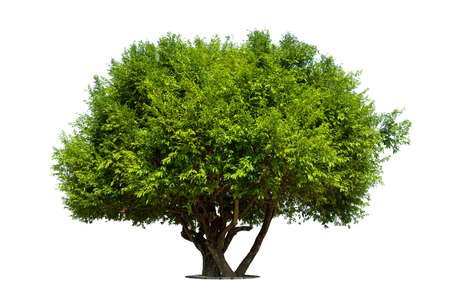 Trees isolated on white background, tropical trees isolated used for design, advertising and...
