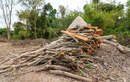 A pile of stacked firewood, prepared for heating the house, Firewood harvested for heating in...