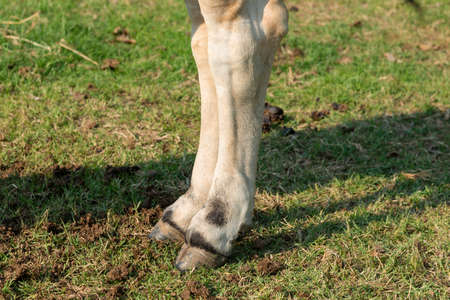 Cow's legs on the farm, The legs of a cow standing, Cow's legs , Four foot of cow, animal legsの写真素材