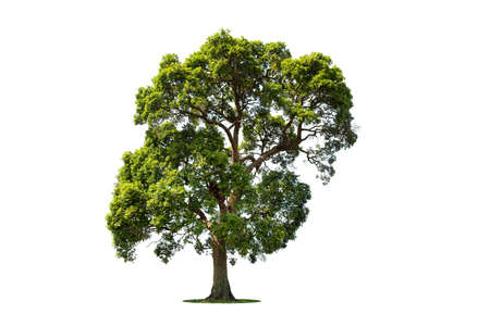 Isolated green tree on white background, Trees isolated on white background, tropical trees isolated...