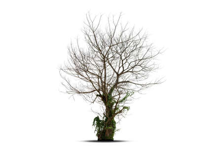 Death tree isolated on white backgroundの写真素材
