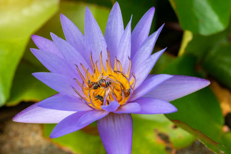 Close up bee on pollen of beautiful lotus flower or water lily in sunlight, shallow depth of field