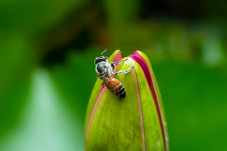 Close up bee on pollen of beautiful lotus flower or water lily in sunlight, shallow depth of fieldの写真素材