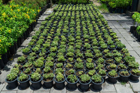 Seedling of plants and flowers in pots, plantation for growing seedlings of thuja and flowers in sunny summer weather, plant farm with auto-irrigationの写真素材