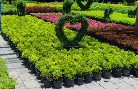 Seedling of plants and flowers in pots, plantation for growing seedlings of thuja and flowers in sunny summer weather, plant farm with auto-irrigationの写真素材