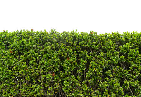Green tree wall fence with concrete floor isolated on white background for park or garden...