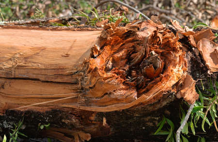Beautiful damaged dirty rough outside of a tree trunk,  cracked wooden Tree bark background. tree round barkの写真素材