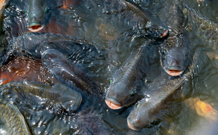 Nile tilapia floated near the water surface in the pond to breathe oxygen and wait for the pellet food in the fish farming industry to trade.の写真素材