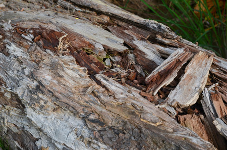 Rot on dead wood, natural textured detail on spruce trunkの写真素材
