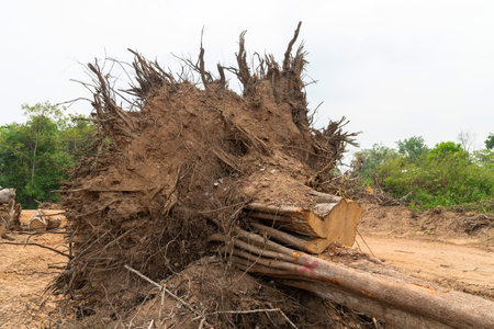 Dig  a tree  root  Fallen tree, a torn tree with roots from under the ground lies on the ground.の写真素材