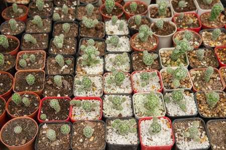 Miniature cactus pot decorate in the garden / various types beautiful cactus market or cactus farm
