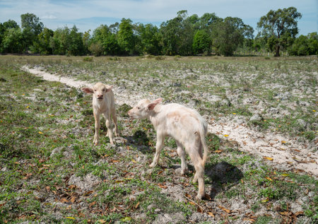Calf  Buffalo colored taro standing on the  groundの写真素材
