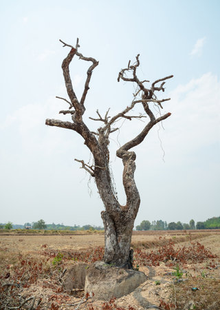 Moving large trees to conserve the gardenの写真素材