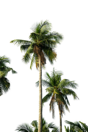Coconut palm tree isolated on white background, Palm Tree Against White Background.の写真素材