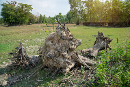 Uprooting of  stumps in the garden. A stump with its roots torn out of the ground. Deleting a tree.