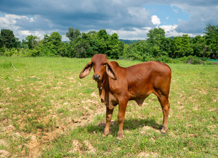 A brown calf standing in a field, Cute young cow standing in the fields.の写真素材