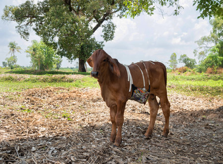 Sick calf, veterinarian in the middle green of the fieldの写真素材